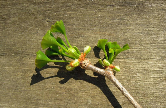 Unlocking the Power of Ginkgo Biloba Capsules: Health Benefits, Uses, and More