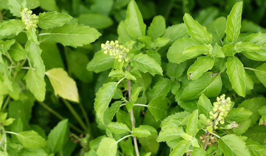 Thailand: The Herbs, The Body, And The Mind